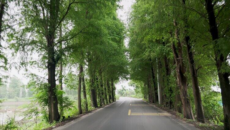 夏天生机勃勃的绿色林荫道路高大杉树