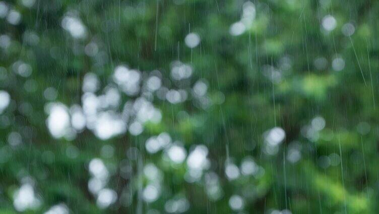 暴雨中绿色树叶背景下雨丝雨线雨滴特写慢镜