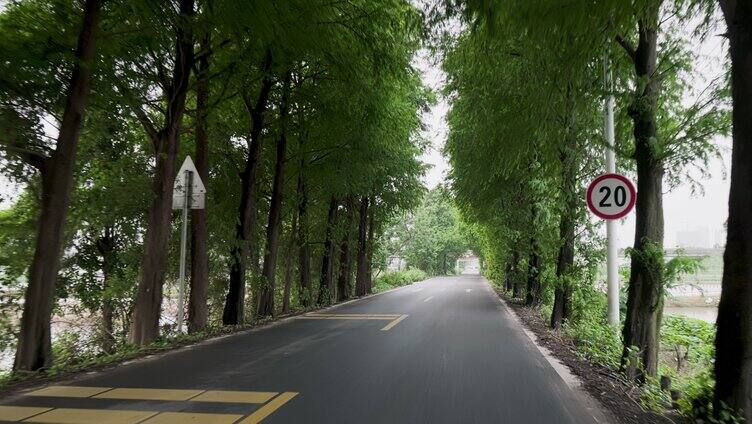 夏天生机勃勃的绿色林荫道路高大杉树