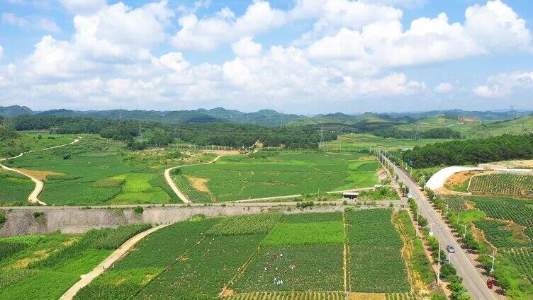 辣椒基地丰收采摘航拍