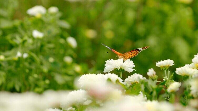 蝴蝶采食花蜜