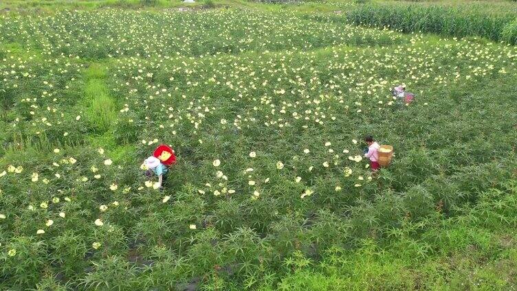 中药材黄蜀葵种植基地采收航拍