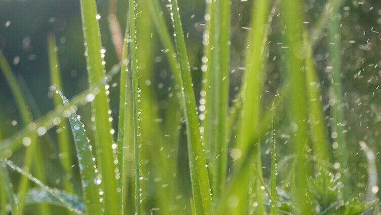 4K清晨植物 唯美露珠露水 