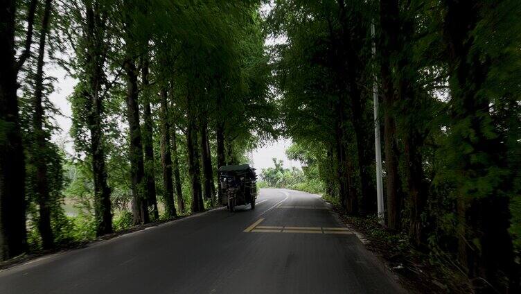 夏天生机勃勃的绿色林荫道路高大杉树