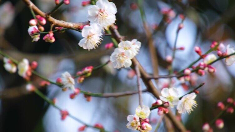 植物园公园梅花花朵开花春天风景视频素材9