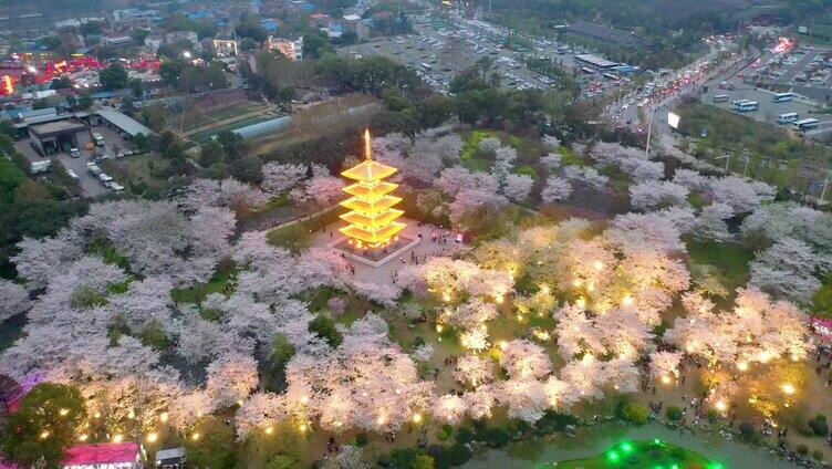 武汉樱花东湖磨山樱花园