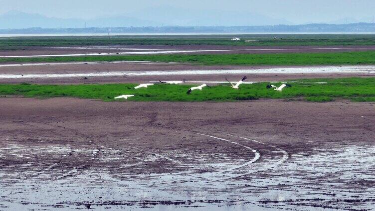 鄱阳湖 湿地 候鸟 白鹤 保护区 