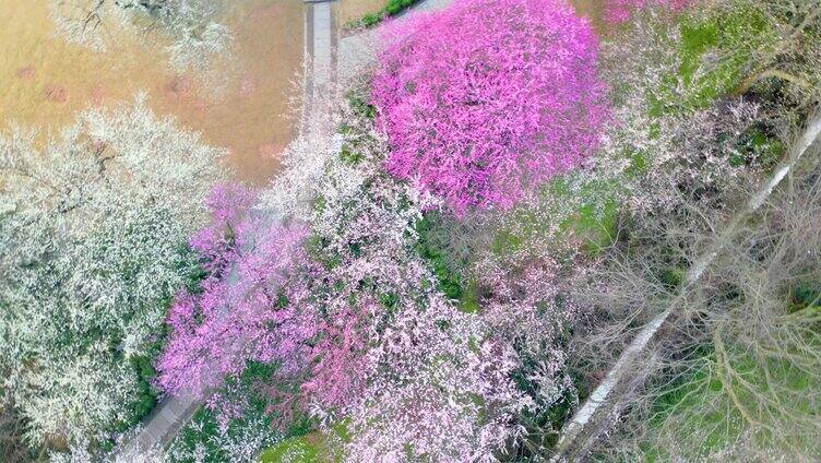 杭州植物园灵峰探梅梅花开了风景视频素材4