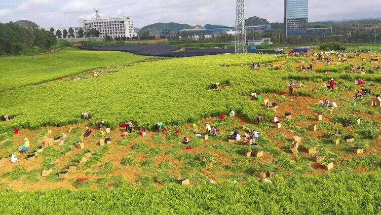 生姜小黄姜种植基地采收航拍