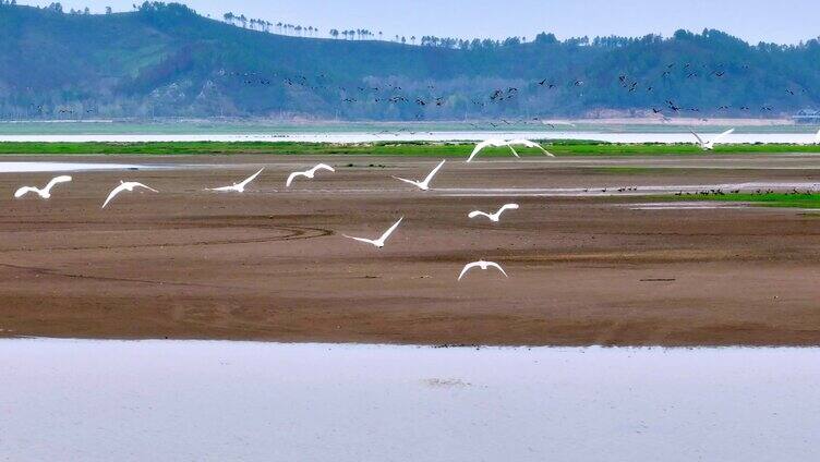 鄱阳湖 湿地 候鸟 白鹤 湖泊 