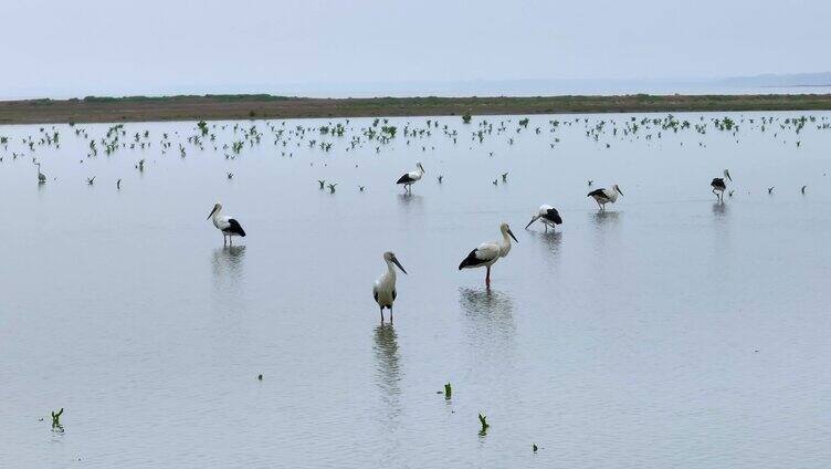  白鹭 鄱阳湖 湿地河滩  候鸟保护区