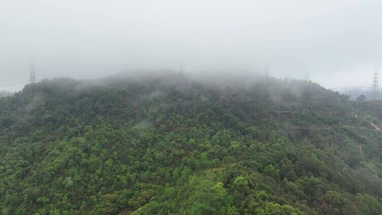 雨后森林云海唯美空镜