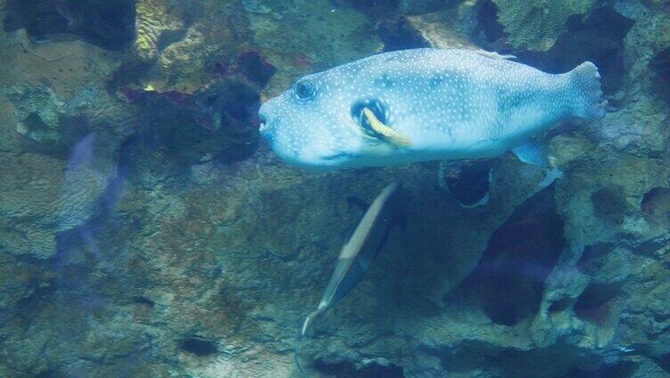 珠海长隆海洋公园水族馆里的海洋鱼类