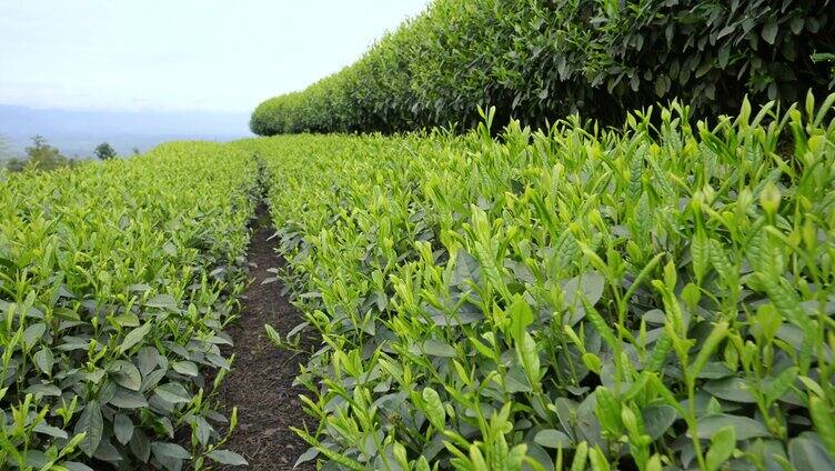 茶园茶山茶叶春茶采摘