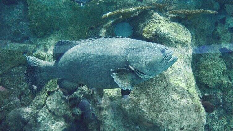 珠海长隆海洋公园水族馆里的海洋鱼类