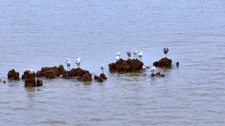  白鹭 野生动物 鄱阳湖 栖息地 河滩