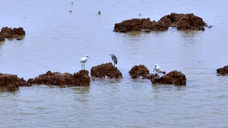 白鹭 野生动物 鄱阳湖 湿地