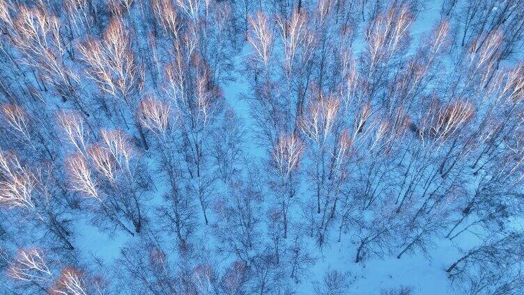 航拍夕阳照耀的雪原白桦林