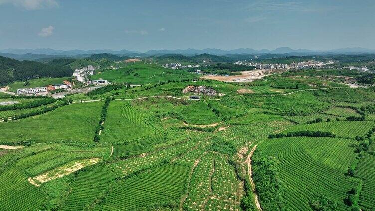 湖南恩施玉露茶园