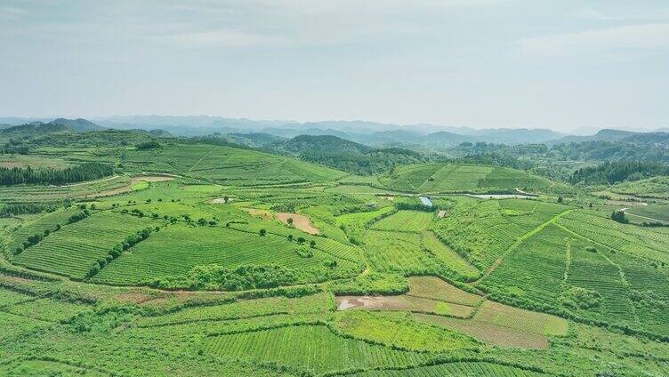 湖南恩施玉露茶园