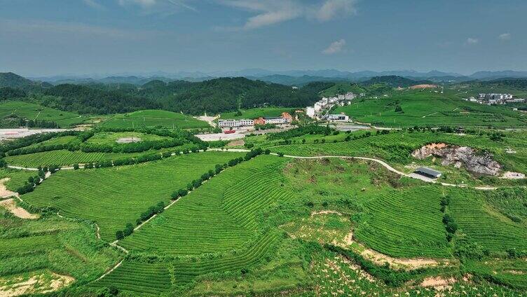 湖南恩施玉露茶园