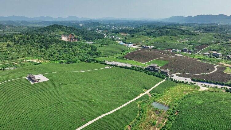 湖南恩施玉露茶园