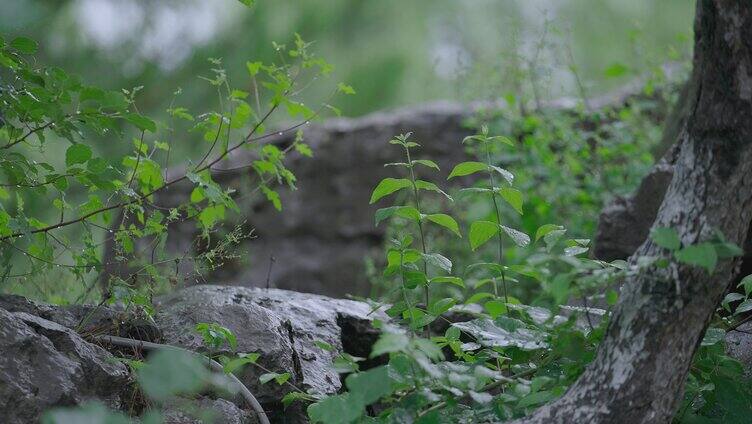 夏日时光树叶花丛动植物实拍情绪空境