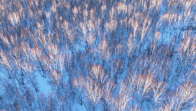 航拍夕阳照耀的雪原白桦林