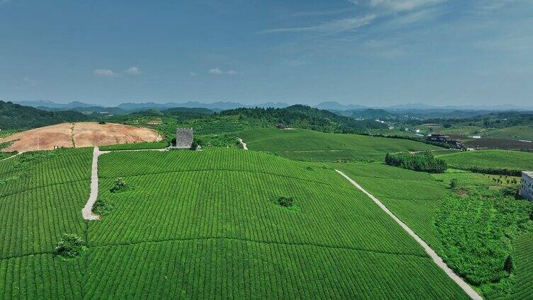 湖南恩施玉露茶园