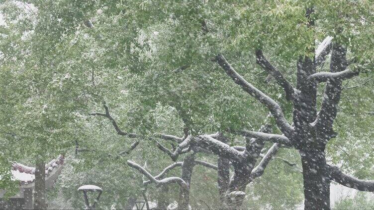 长沙下雪雪景