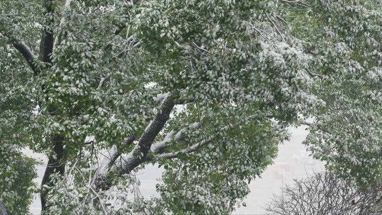 长沙下雪雪景