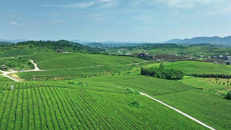 湖南恩施玉露茶园