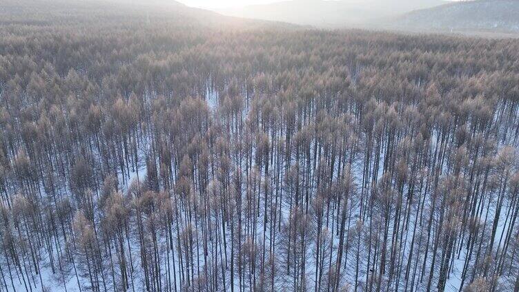 鸟瞰夕阳照耀的冬天森林雪景