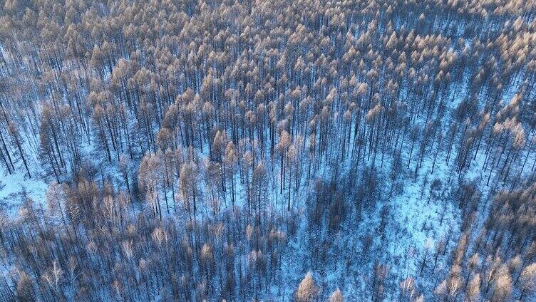 鸟瞰夕阳照耀的冬天雪林雪景