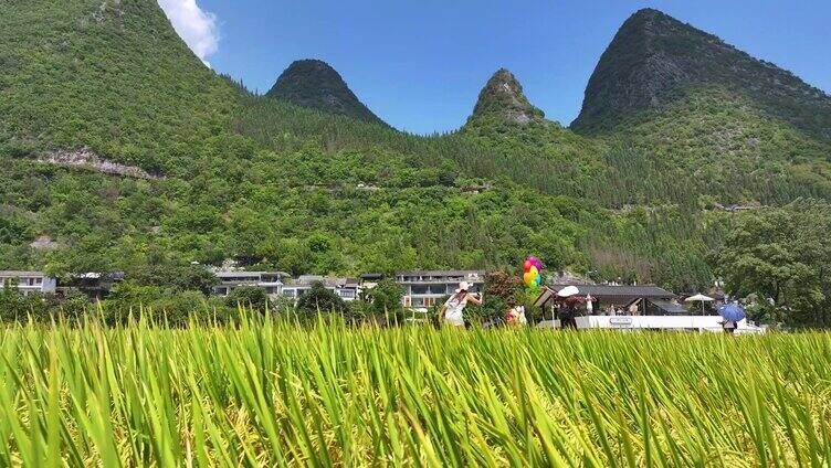 【大合集】贵州万峰林田园秋收峰林乡村旅游