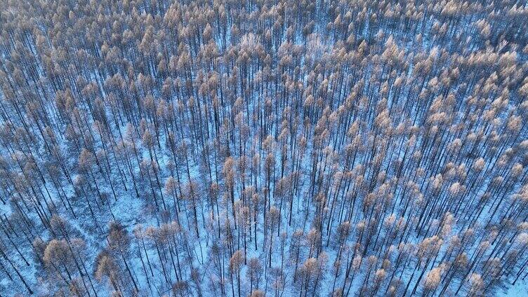 鸟瞰夕阳照耀的冬天雪林雪景