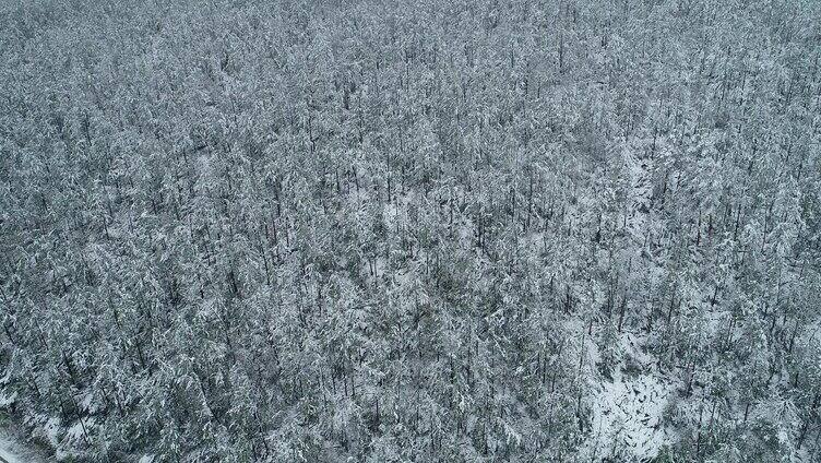 航拍大兴安岭森林春天雪中雾凇