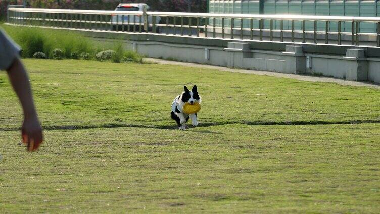 傍晚草地公园玩耍的宠物狗边境牧羊犬