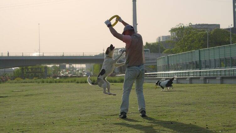 傍晚草地公园玩耍的宠物狗边境牧羊犬