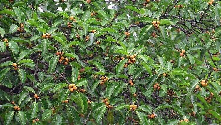 高山榕树结果植物花果绿叶水滴