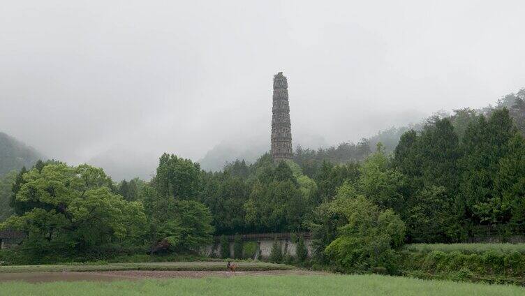 蒙蒙细雨中国清寺隋塔下的农耕黄牛