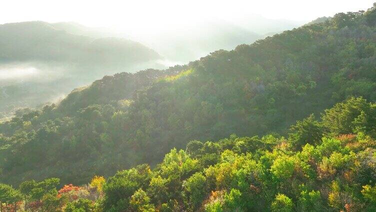 航拍千山郁郁葱葱的山林植被