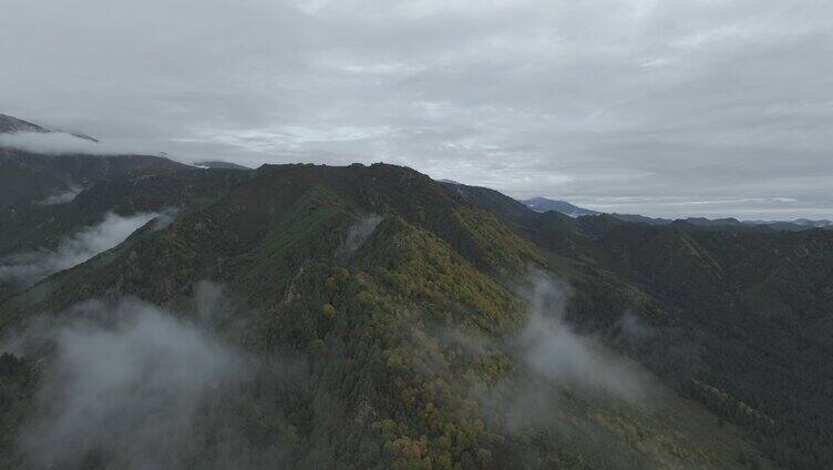 祁连山国家公园 冰沟河景区 云雾 仙境 