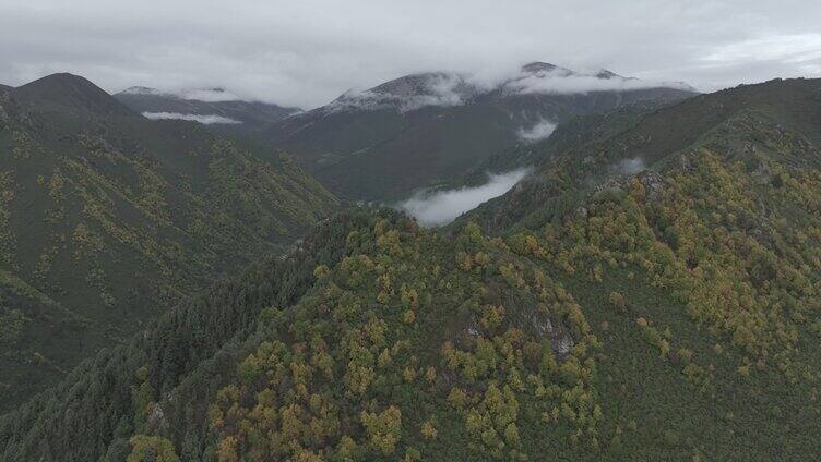 祁连山国家公园 冰沟河景区 云雾 仙境 