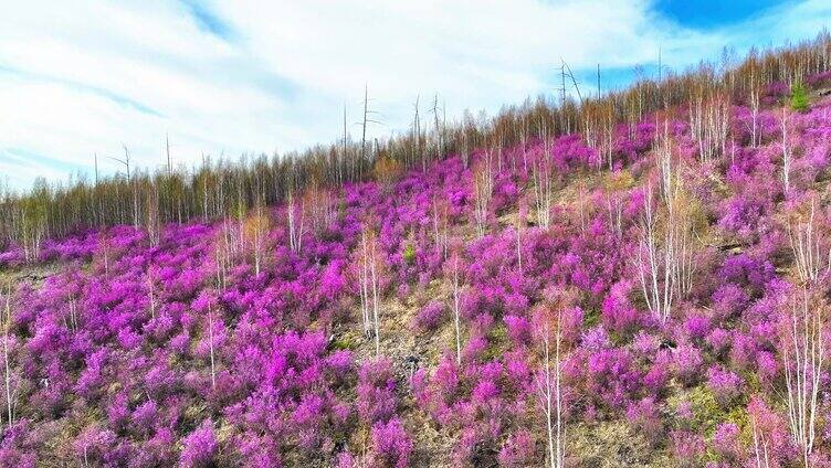 航拍大兴安岭春季山林杜鹃花海