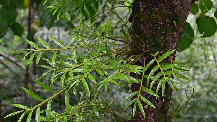 石斛生长树生植物石斛素材