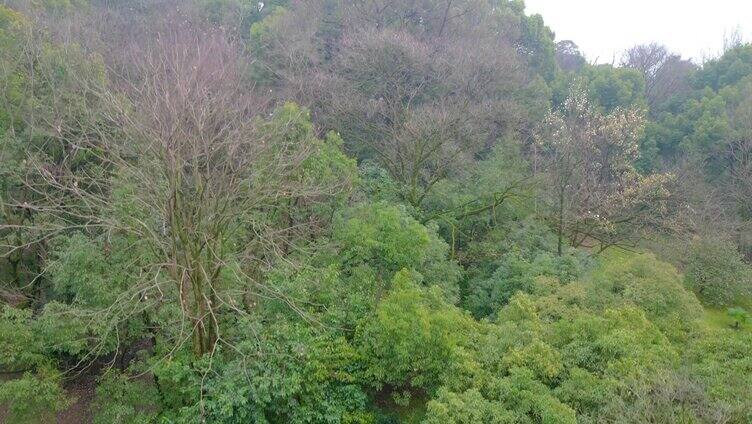 杭州植物园春天风景视频素材航拍