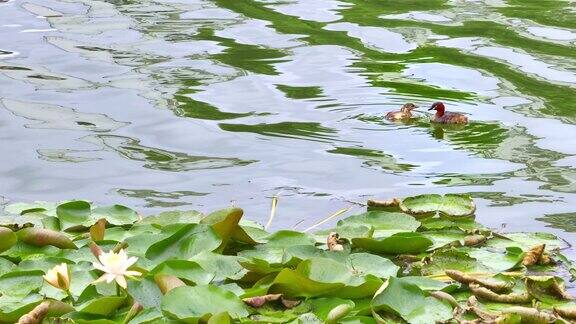 荷花池中两只野鸭游动嬉戏 公园一角
