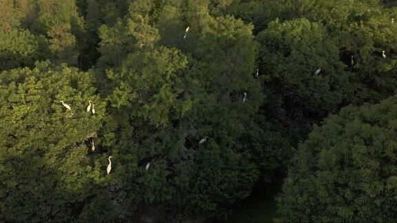 艾溪湖湿地公园 白鹭林中飞翔