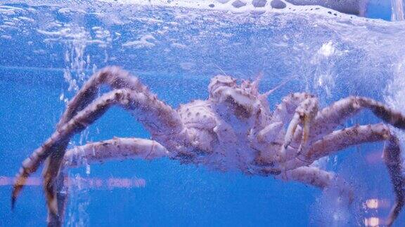 鱼缸中的大闸蟹 海鲜 水产 帝王蟹